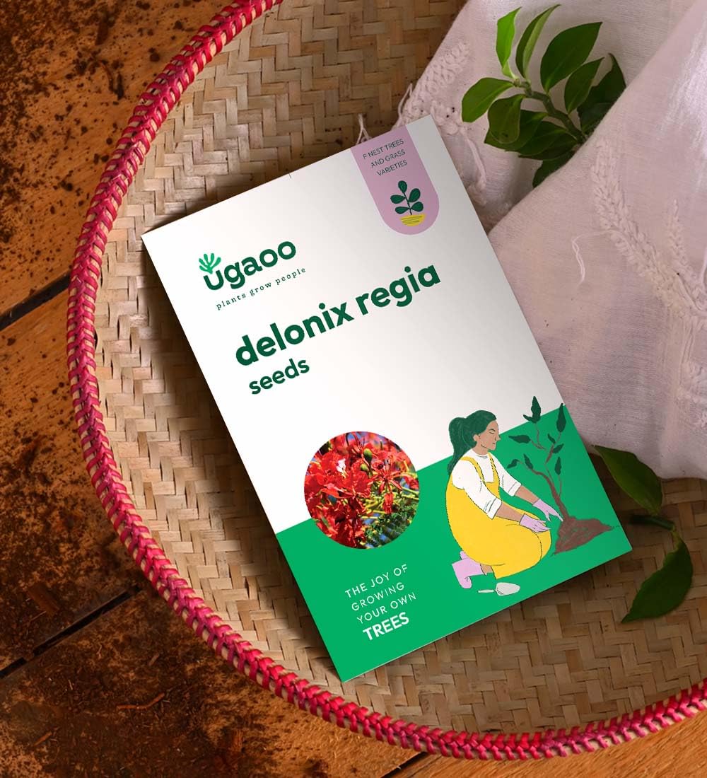 See full amazon price history chart for UGAOO Delonix Regia Seeds (Flamboyant Tree) - 100 g UGAOO Delonix Regia Seeds (Flamboyant Tree) - 100 g (B0CH3J2DMR) Amazon Price History, Amazon Price Tracker