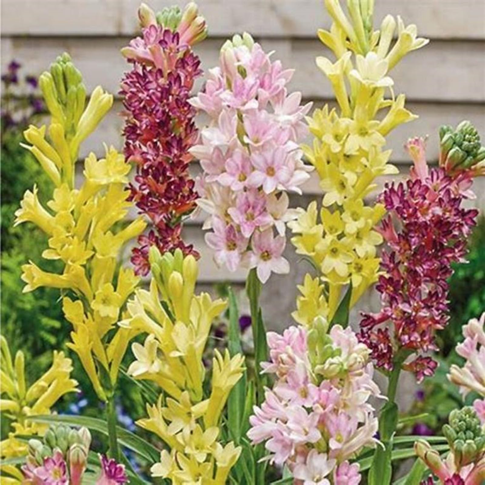 Tuberose Bulbs for Planting Now UK Ornamental Perennial Easy Plant Excellent Display Plant Bulbs Greening Flower/Good for Containers/Natural Organic -6Bulbs-H