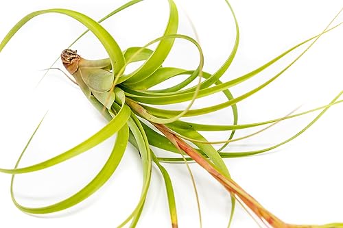 Miniatura 3 de Air plant shop Tillandsia Roland Gosselini - Plantas suculentas vivas para el hogar, disponibles al por mayor y a granel, decoración del hogar y el