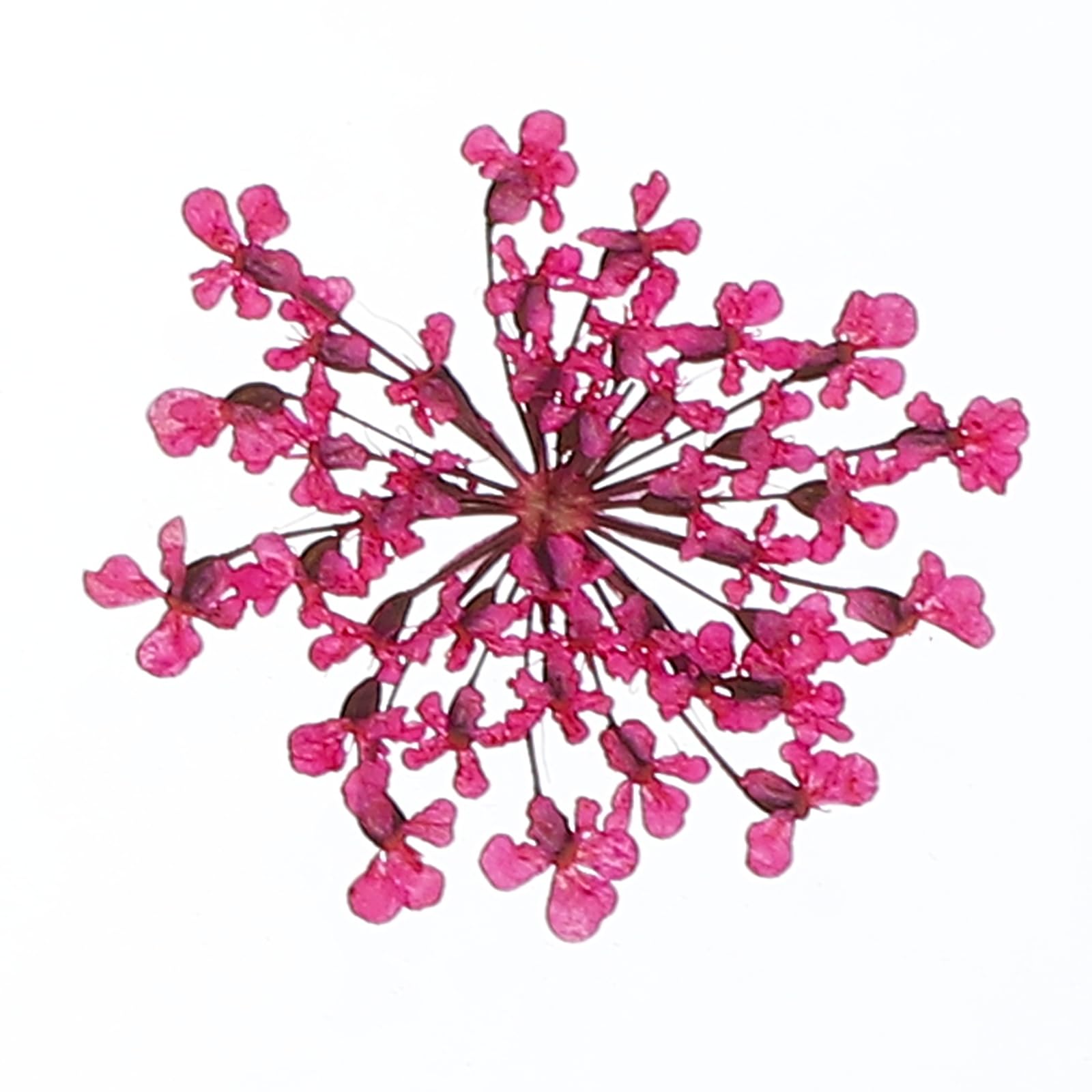 sourcing map 24Pcs Dried Pressed Flowers, 2-2.5 Cm/0.8-1" Real Dried Pressed Lace Flowers Bulk for Nail Art Resin Jewelry Candle Card Making Scrapbook Phone Case Decoration, Pink