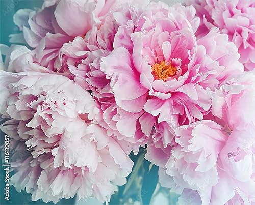 Miniatura 3 de Sarah Bernhardt Double Pink Peony - Raíz desnuda | Bulbos de peonía premium y plantas vivas para plantar