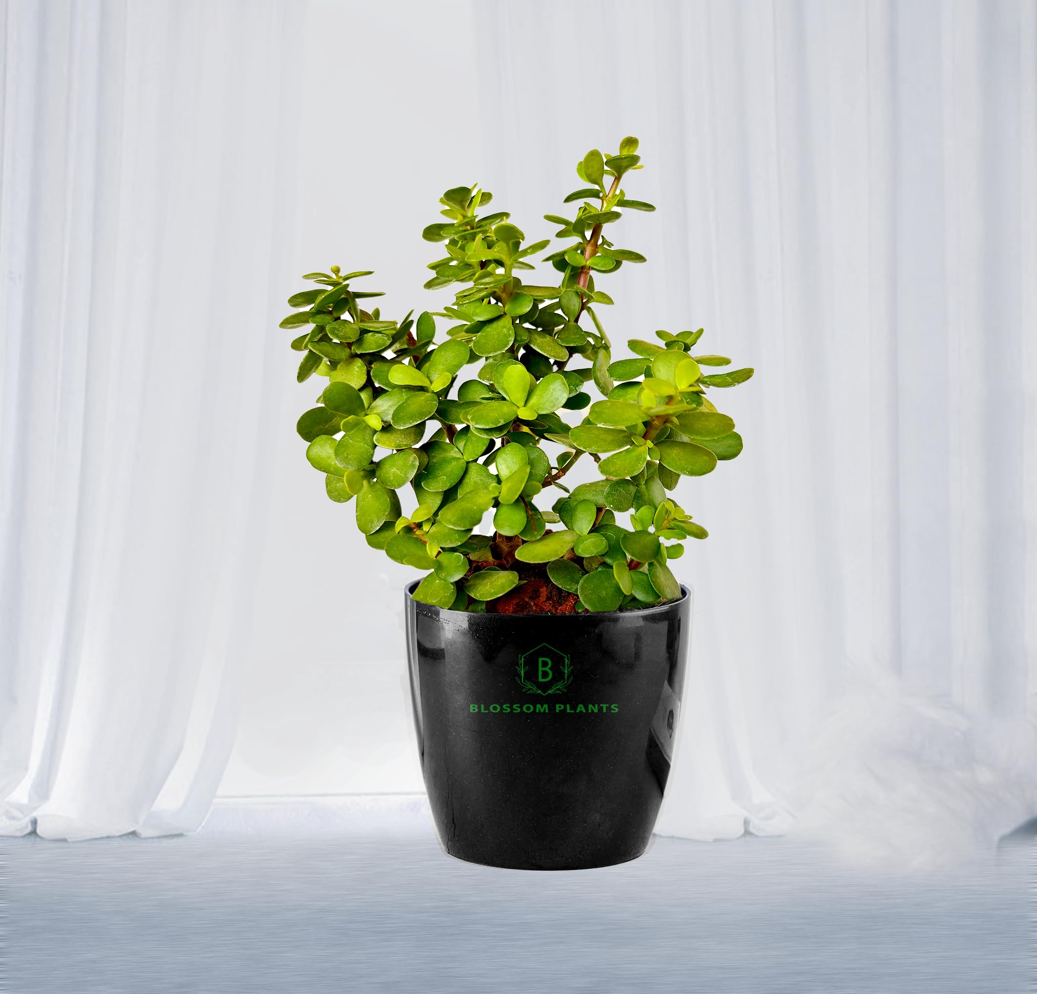 BLOSSOM Plants Good Luck Jade Plant Crassula Ovata Live Indoor Plants with black Pot, Best for Home, Office & Garden. (B0CQJVS2WC) Amazon Price History, Amazon Price Tracker