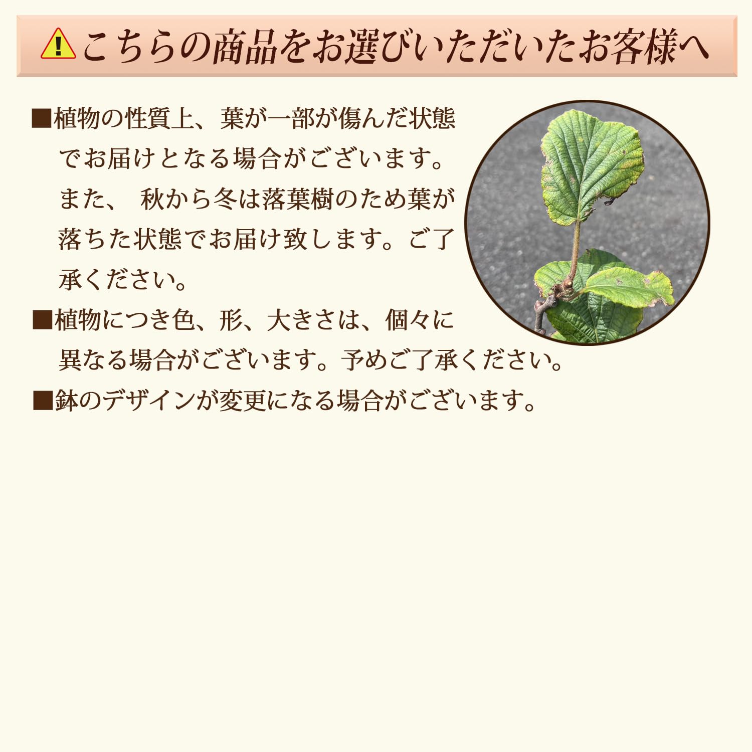 Amazon｜花のギフト社 キウイ 苗 トムリ 雄 オス 雄木 雄花 早雄 苗木