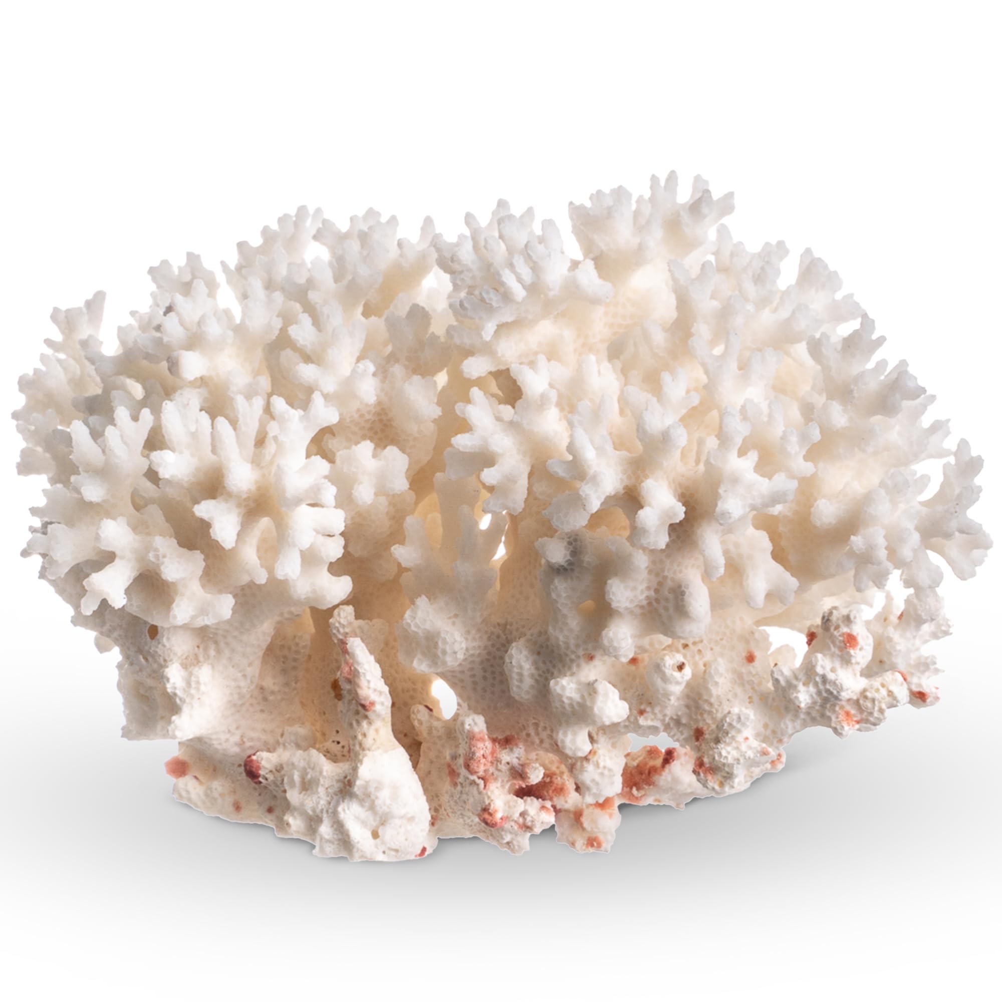 Amazon.com : White Sea Coral | 4-5