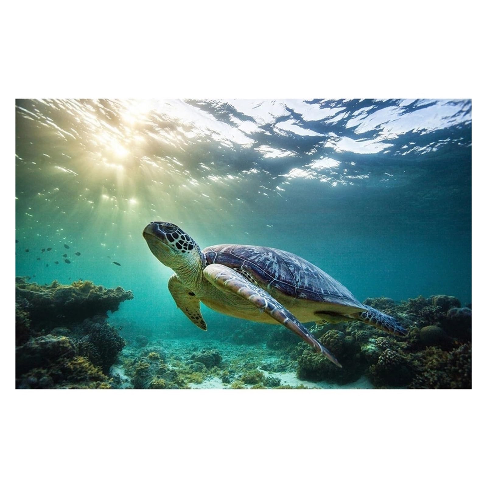 Graiting 1pc Shark Jellyfish Humpback Whale Tail Sea Turtle Poster Print Ocean Canvas Painting For Living Room Home Decor(By-1,50x70cm)