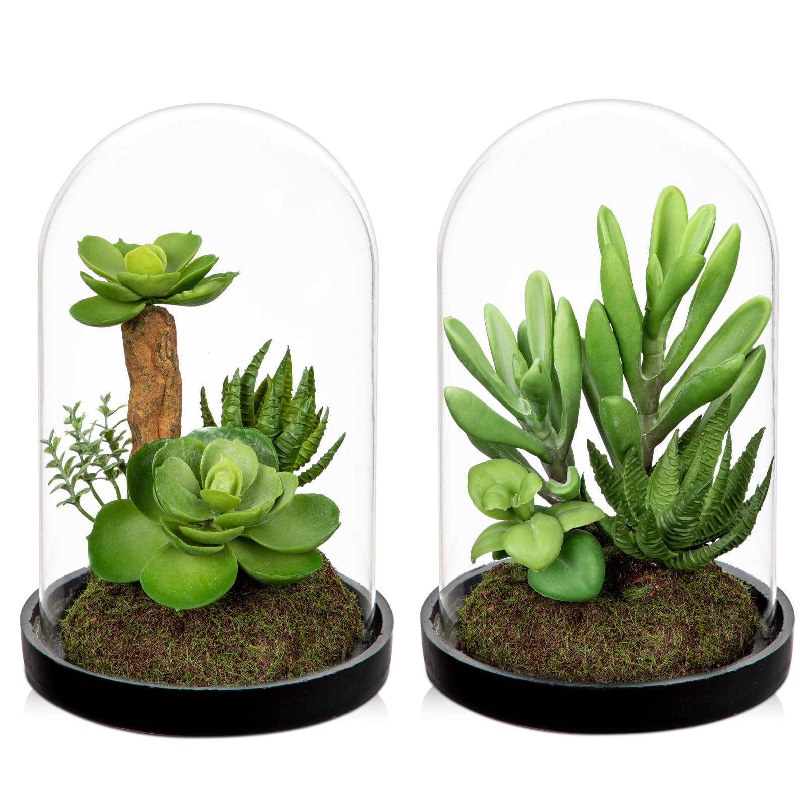 2 piante grasse artificiali in campana di vetro trasparente, 15 cm, piccole piante grasse finte con muschio, pianta decorativa per interni, ufficio, mensola, davanzale, centrotavola