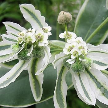 Amazon.com : Snow on The Mountain Seeds Euphorbia Marginata