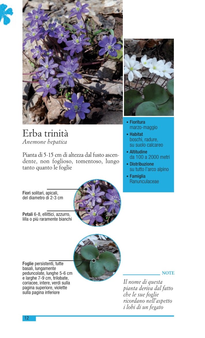 Fiori di montagna delle Alpi sud occidentali. Ediz. illustrata