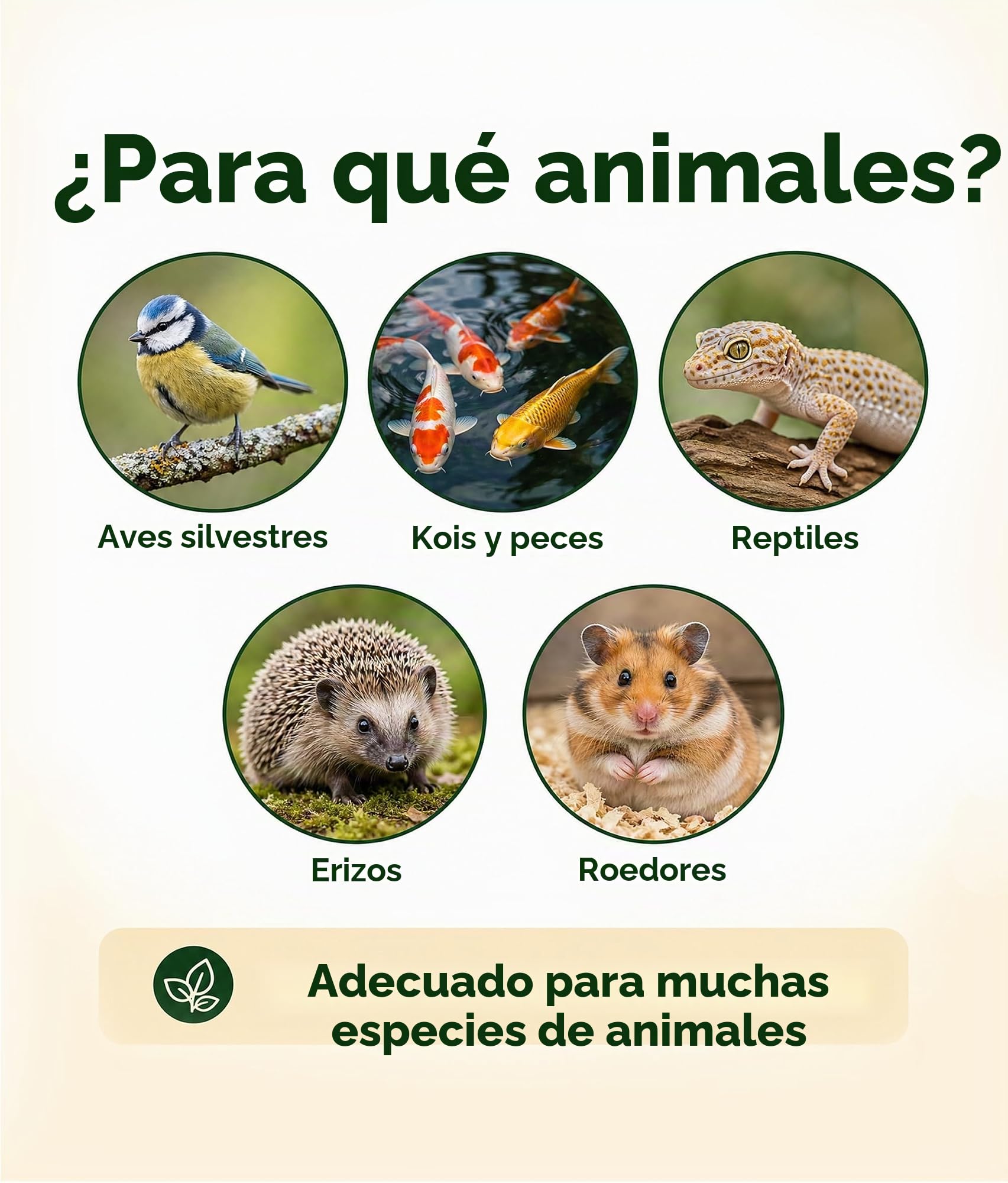Harina seca 2 kg de capacidad (equivalente a 13 litros) | Snack rico en proteínas para pájaros, aves silvestres, peces, reptiles y roedores. MEERBACH & ROSE - Calidad de Alemania