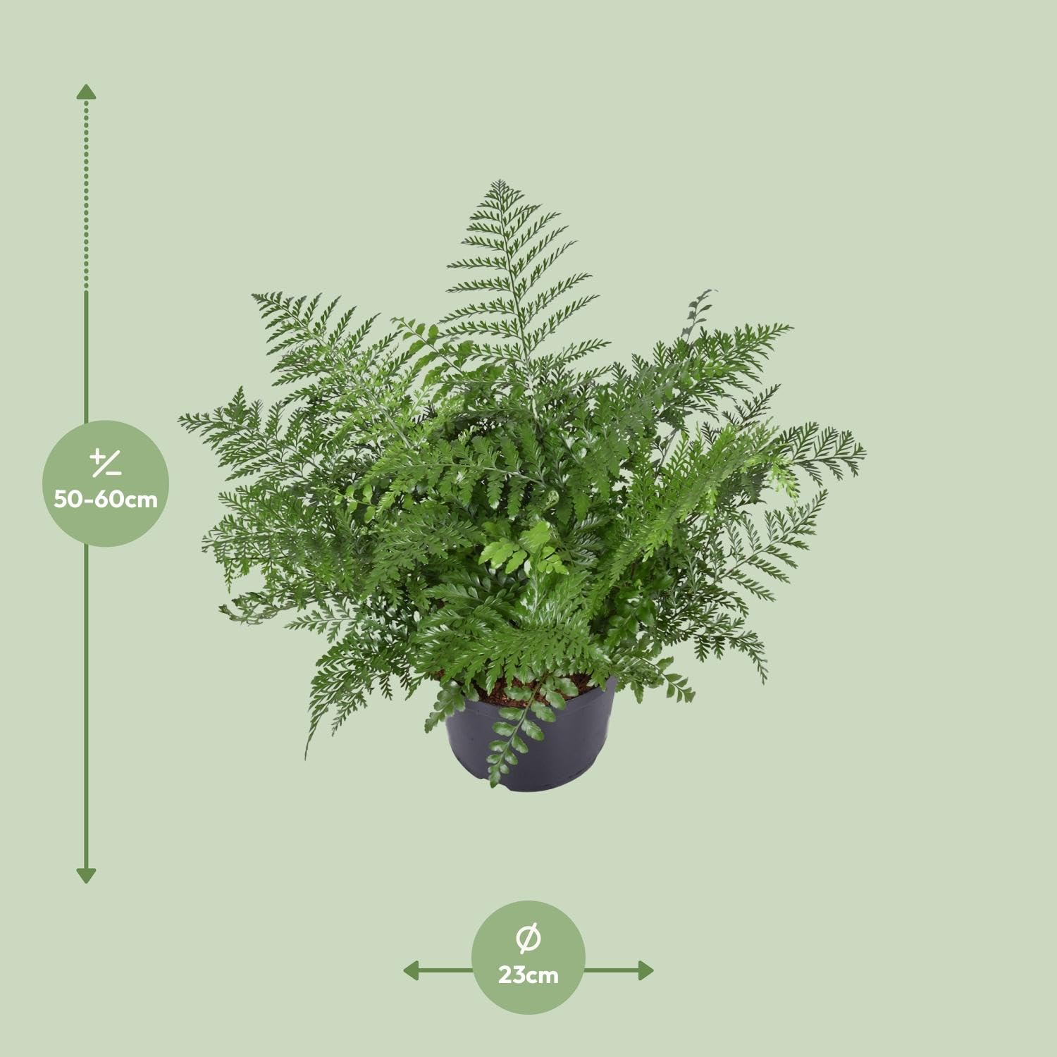 Asplenium Parvati Zimmerpflanze, Farn für Halbschatten, Grün, Ø23cm, 55cm