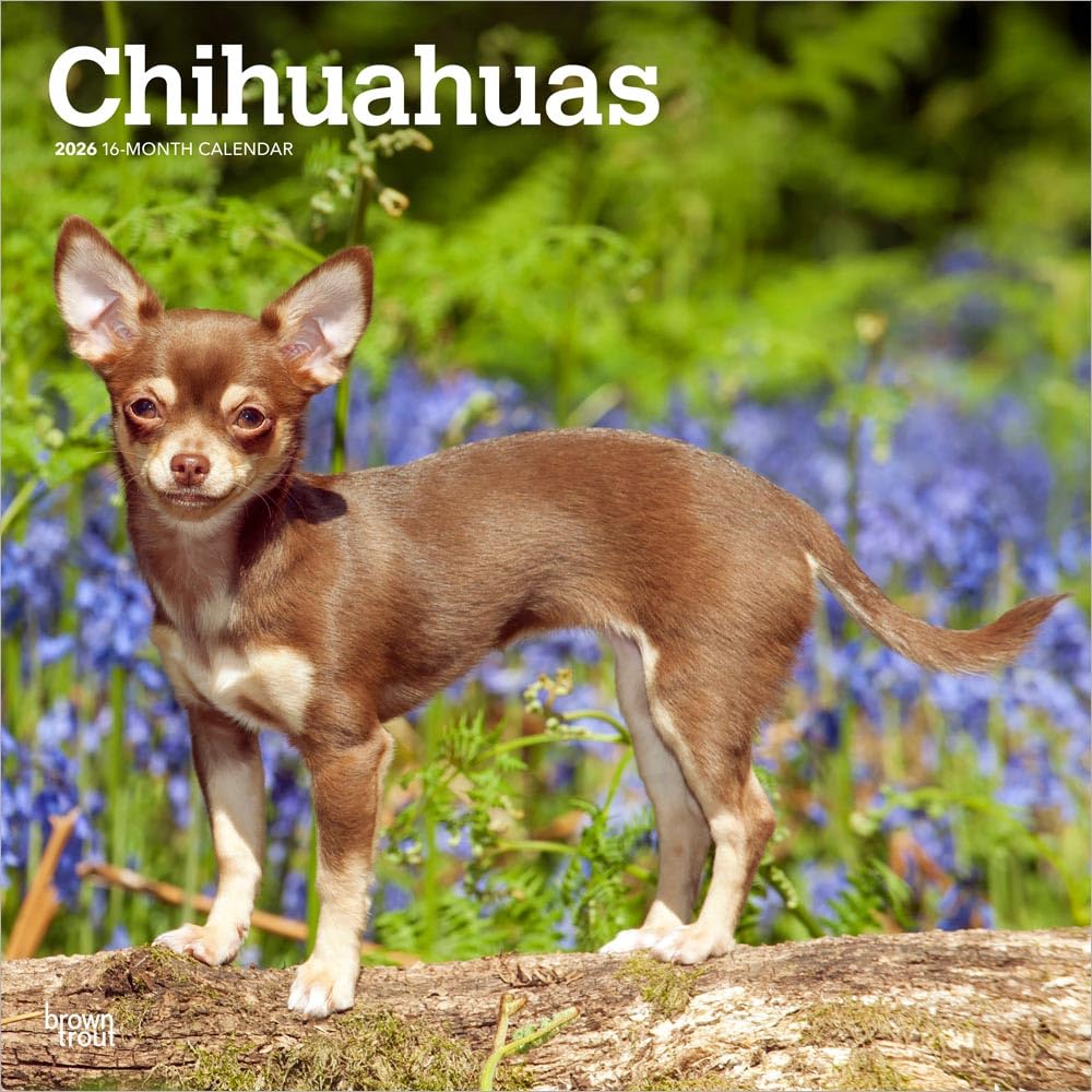 Chihuahuas 2026 - 16-Monatskalender: Original BrownTrout-Kalender [Mehrsprachig] [Kalender]