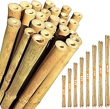 Bamboo Canes 2ft, 3, 4, 5, 6, 7 & 8ft – Natural Garden Bamboo Sticks for Plants From sizes from 10 to 250, Strong Plant Support Sticks, Bamboo Poles & Garden Canes for Climbing Plants & Tomatoes