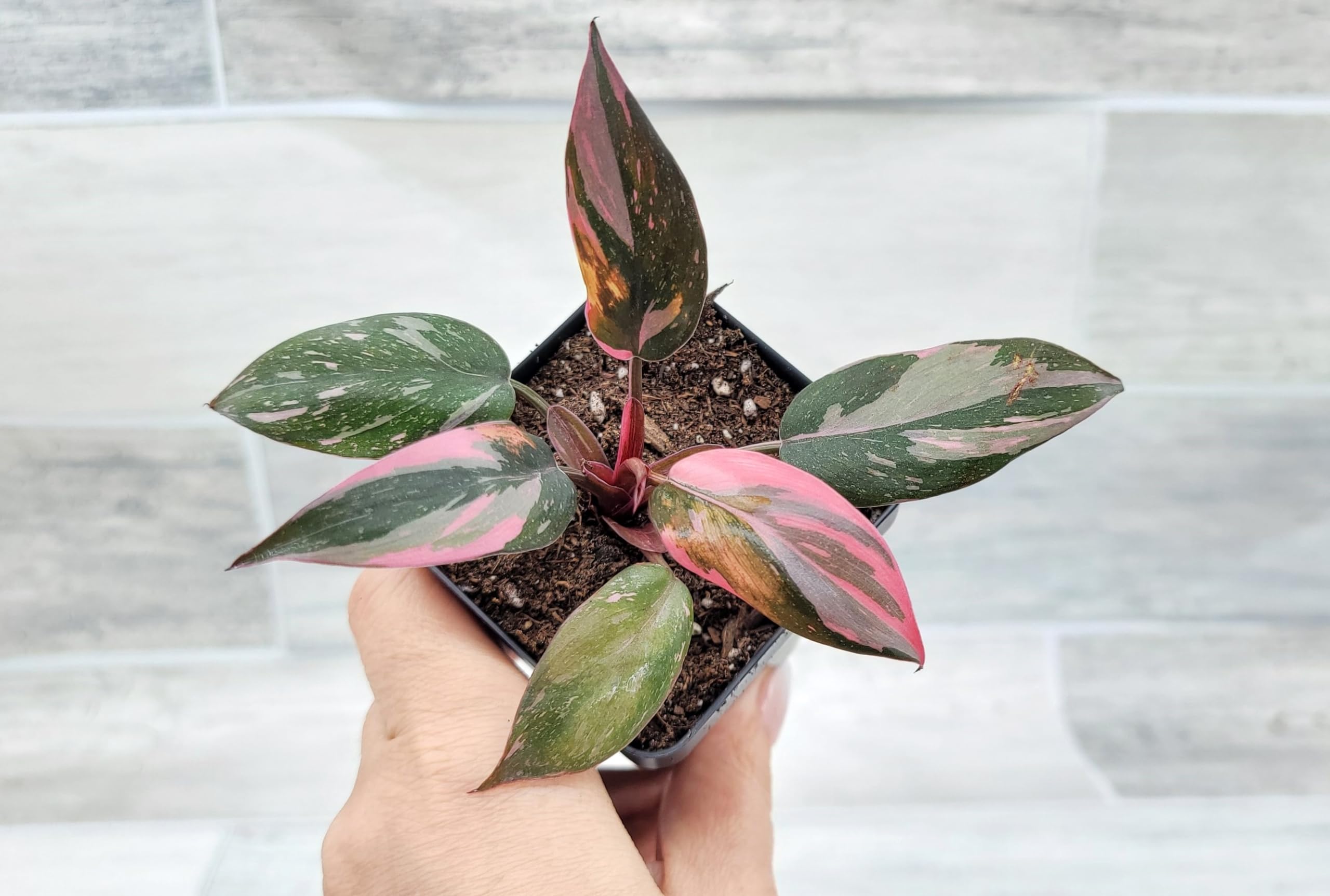 Amazon.com : Philodendron Black Cherry Pink Princess,Philodendron