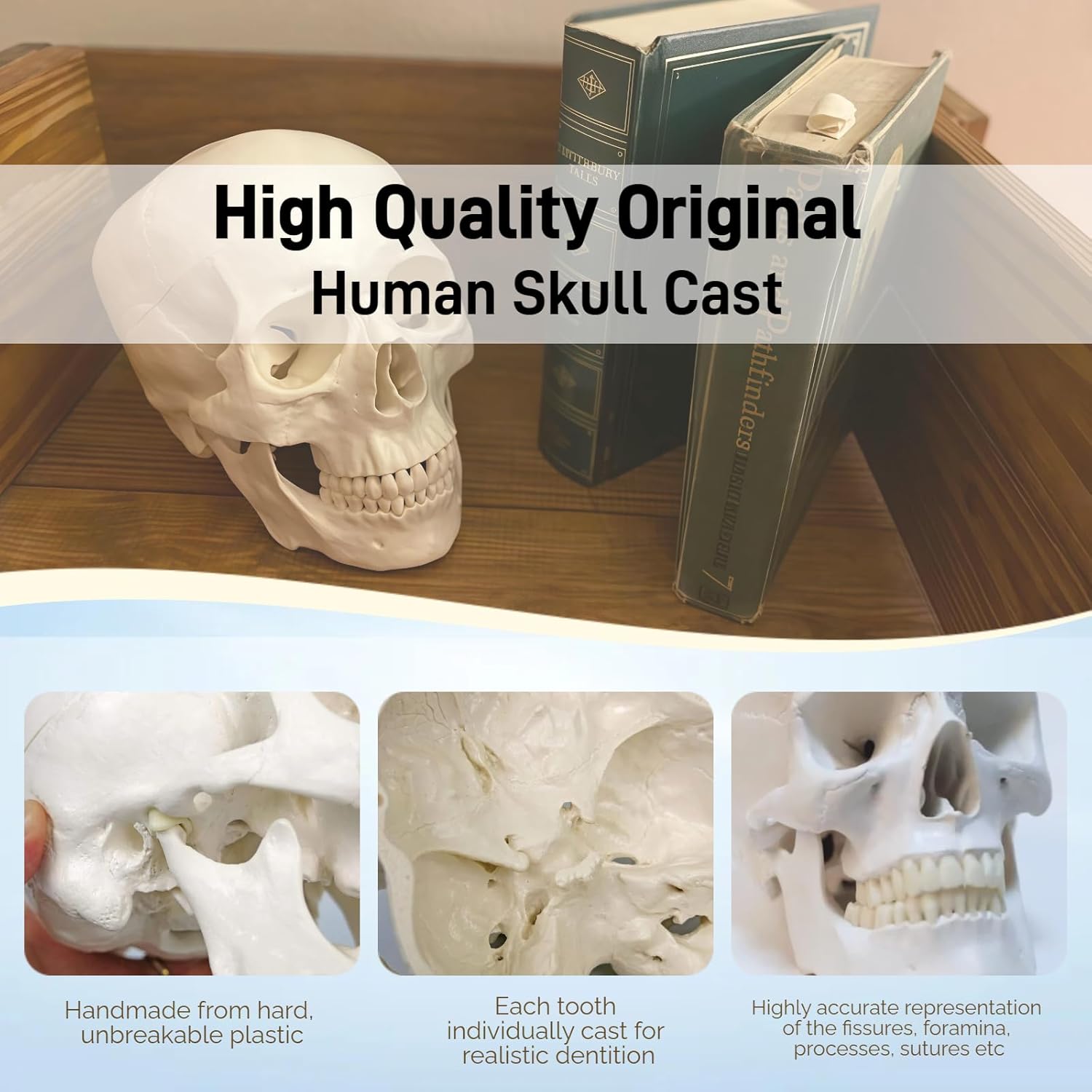 Human Skull Anatomy Model,Human Skull Model,Skeleton Anatomy Model,Human Body Model,for Anatomy and Physiology Study Tools and Anatomy Skeleton Model for Studying.(Regular & White)