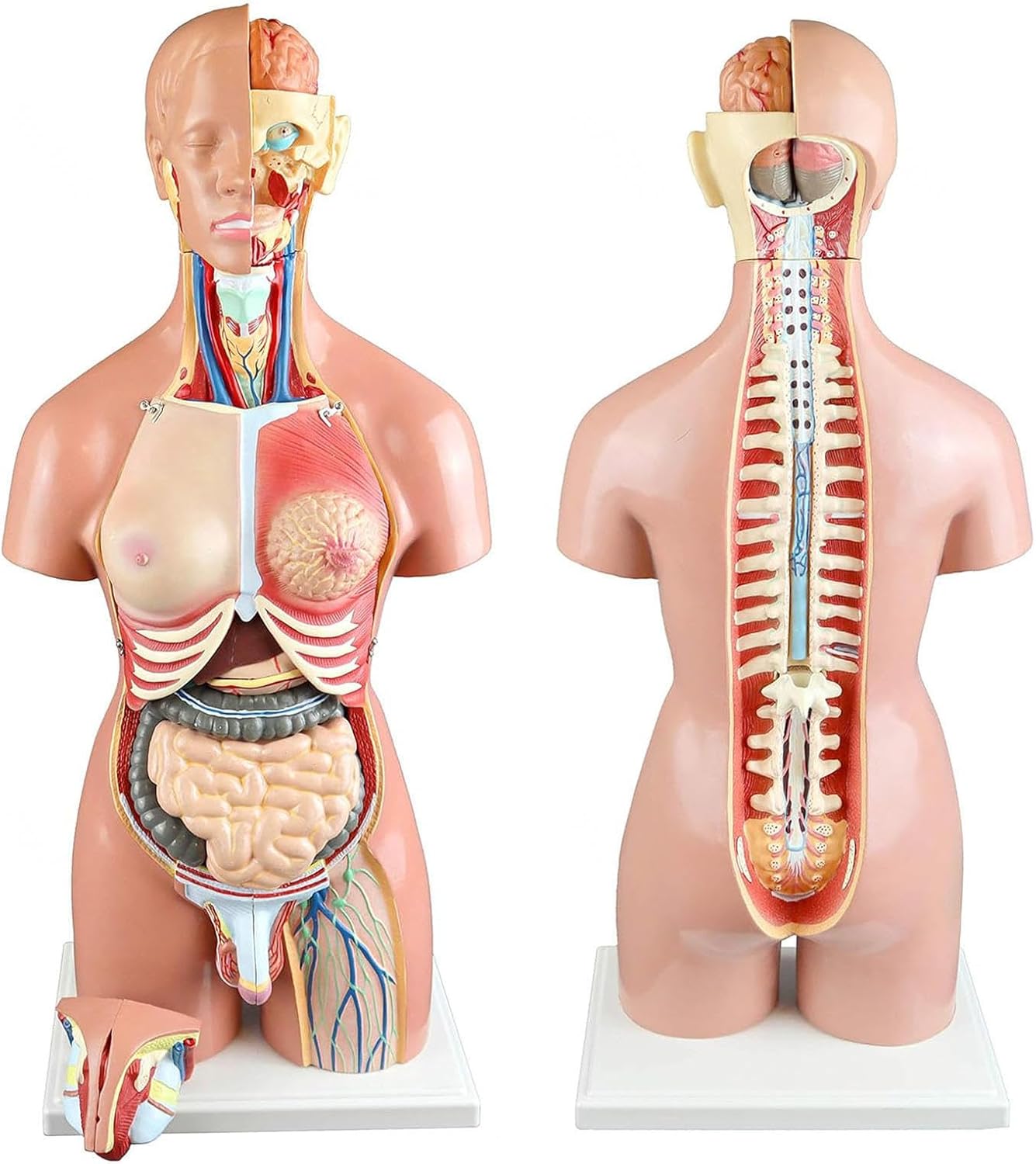 KIYOMARU 54cm リアル 筋肉人体模型 約1/4サイズ 立体構造 KIYOMARU