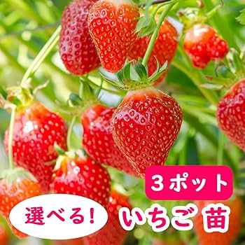 いちごばななでございます♪^ ^ Amazon.co.jp: 【 イチゴ 】 選べる イチゴ いちご 苗 3ポット