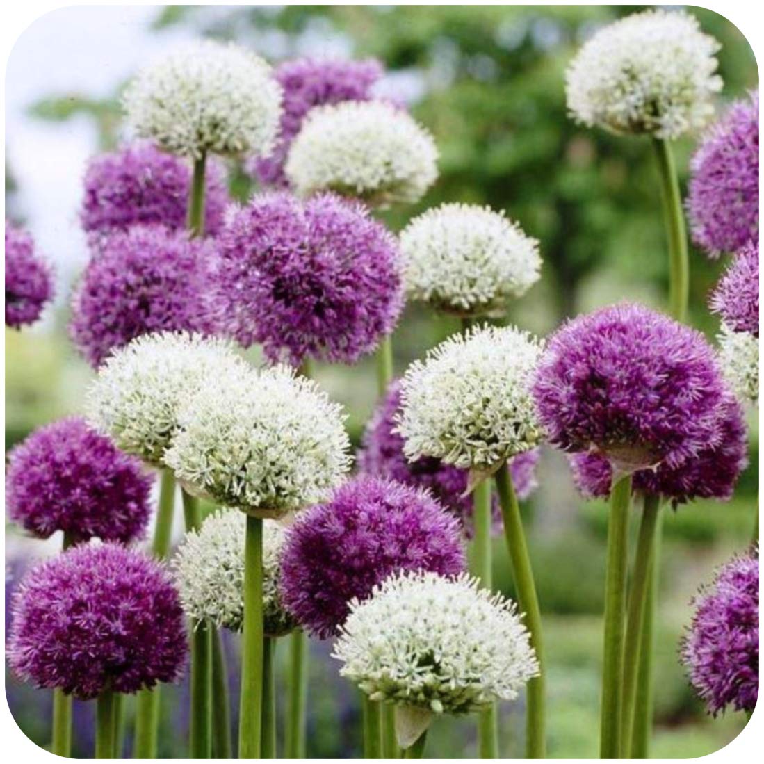 Allium Purple Sensation and Allium White Nigrum Mix Spring Flowering Bulbs x 20