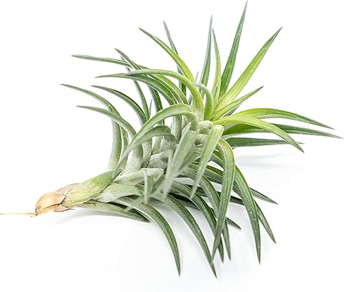 Miniatura 1 de Air plant shop Tillandsia Neglecta - Plantas suculentas vivas de Tillandsia - Venta al por mayor y a granel - Decoración para el hogar y el jardín -