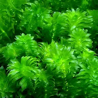 メダカ・金魚藻 国産 無農薬アナカリス（10本）CHARMロゴシール付き