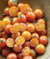 Burpee Sun Gold Hybrid Cherry Tomato Seeds - 30 Non-GMO, Sweet Golden-Orange Snack Tomatoes for Home Gardens