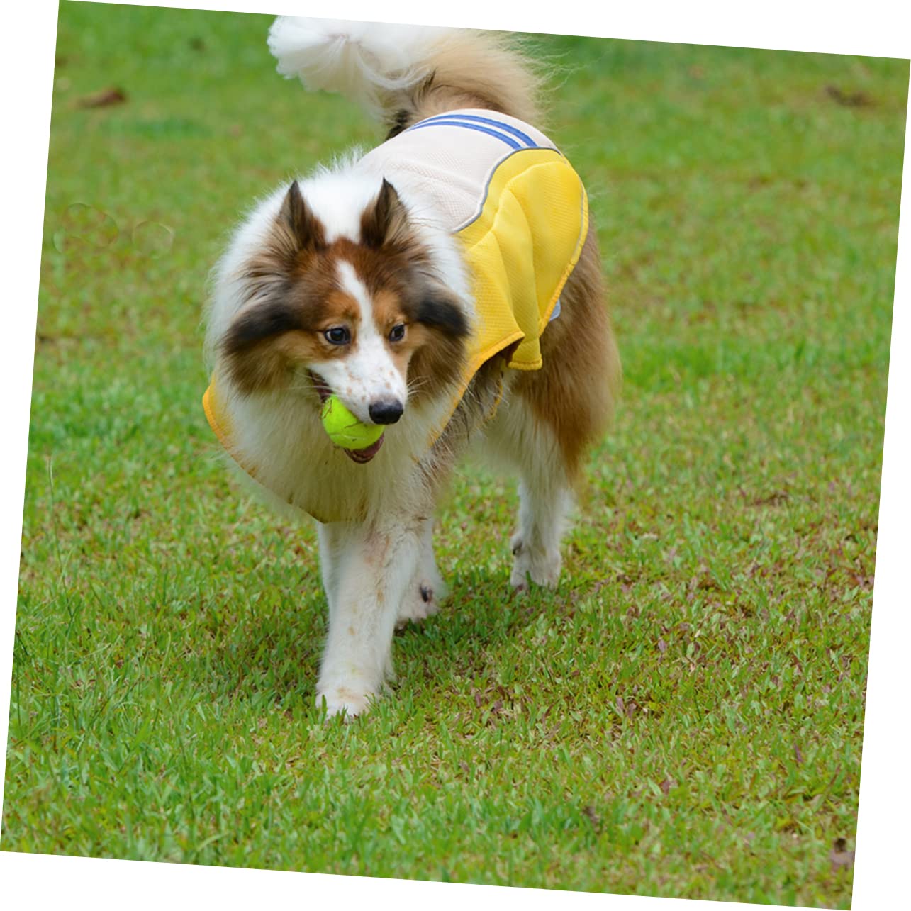 VANZACK Gilet Rafraîchissant pour Chien Combinaison pour Animaux De Compagnie Gilet Respirant Protection Solaire