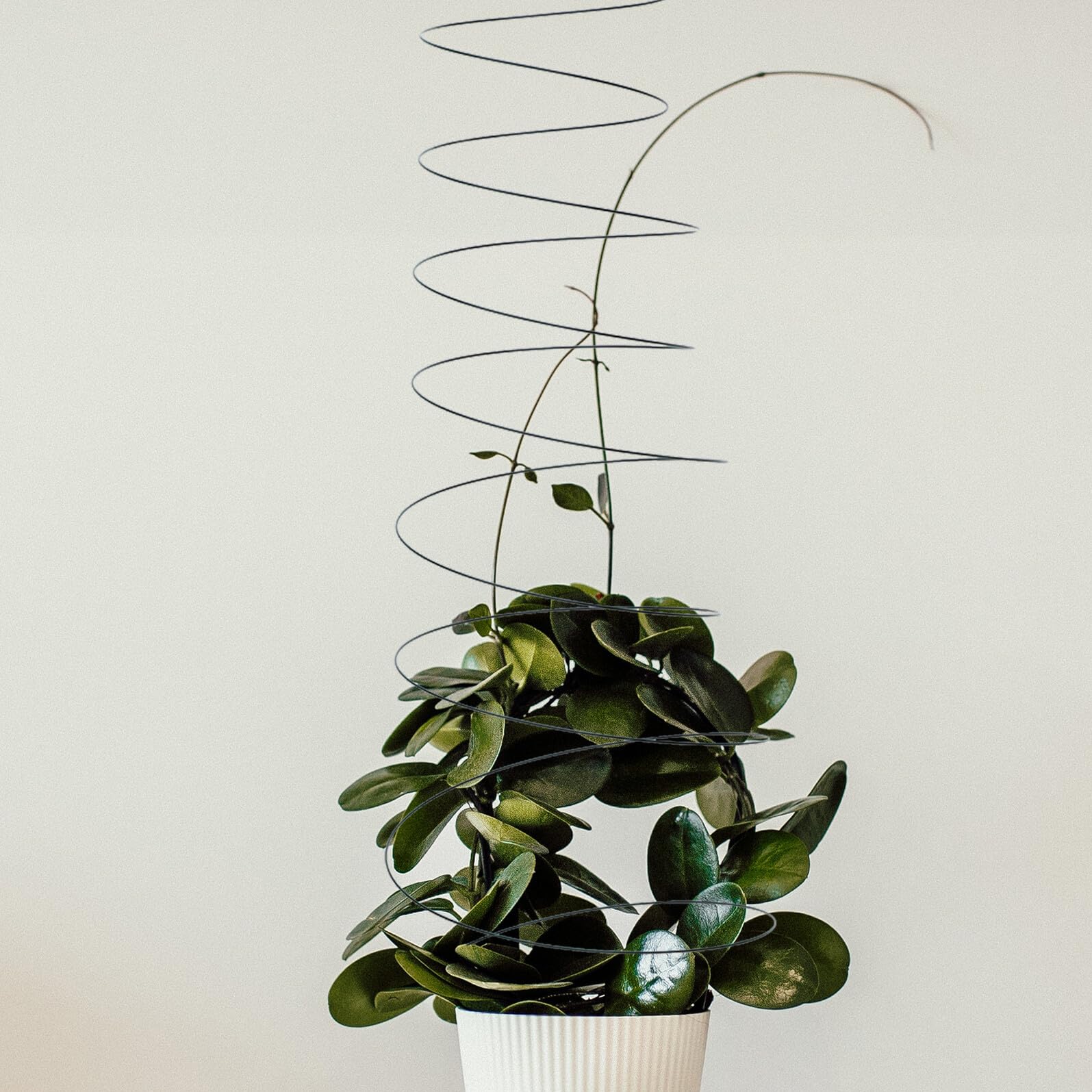 Housoutil Spiral Pflanzenstütze aus Edelstahl, 2 Stück, für Tomaten