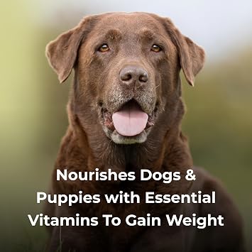 PetAg Dyne High Calorie Liquid Nutritional Supplement for Dogs & Puppies 8 Weeks and Older - 1 Gallon - Supports Performance and Endurance - Sweet Vanilla Flavor
