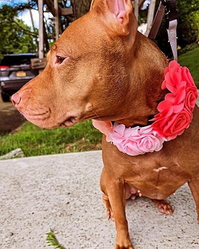 Miniatura 8 de JpGdn Paquete de 20 piezas de collar de perro, flores, lazos, accesorios de diapositiva, accesorios a granel grandes de 4.9 pulgadas para niñas