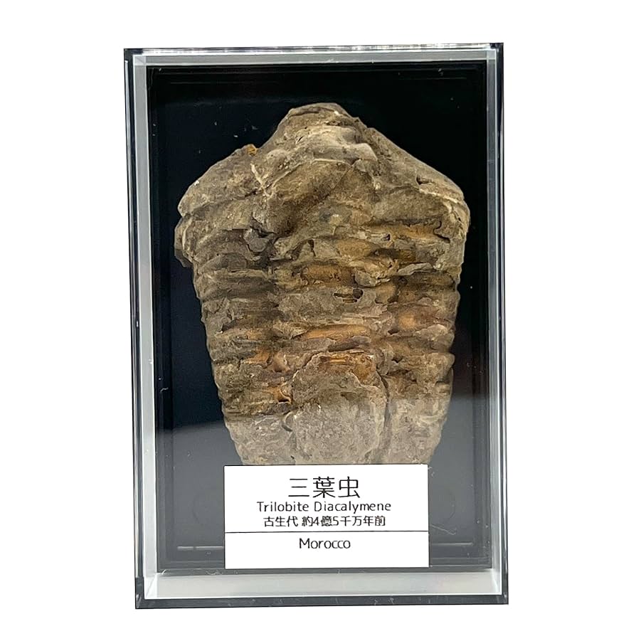 国産化石 植物 250415-4 国産化石 植物 250415-4 国産化石 植物 250415-4