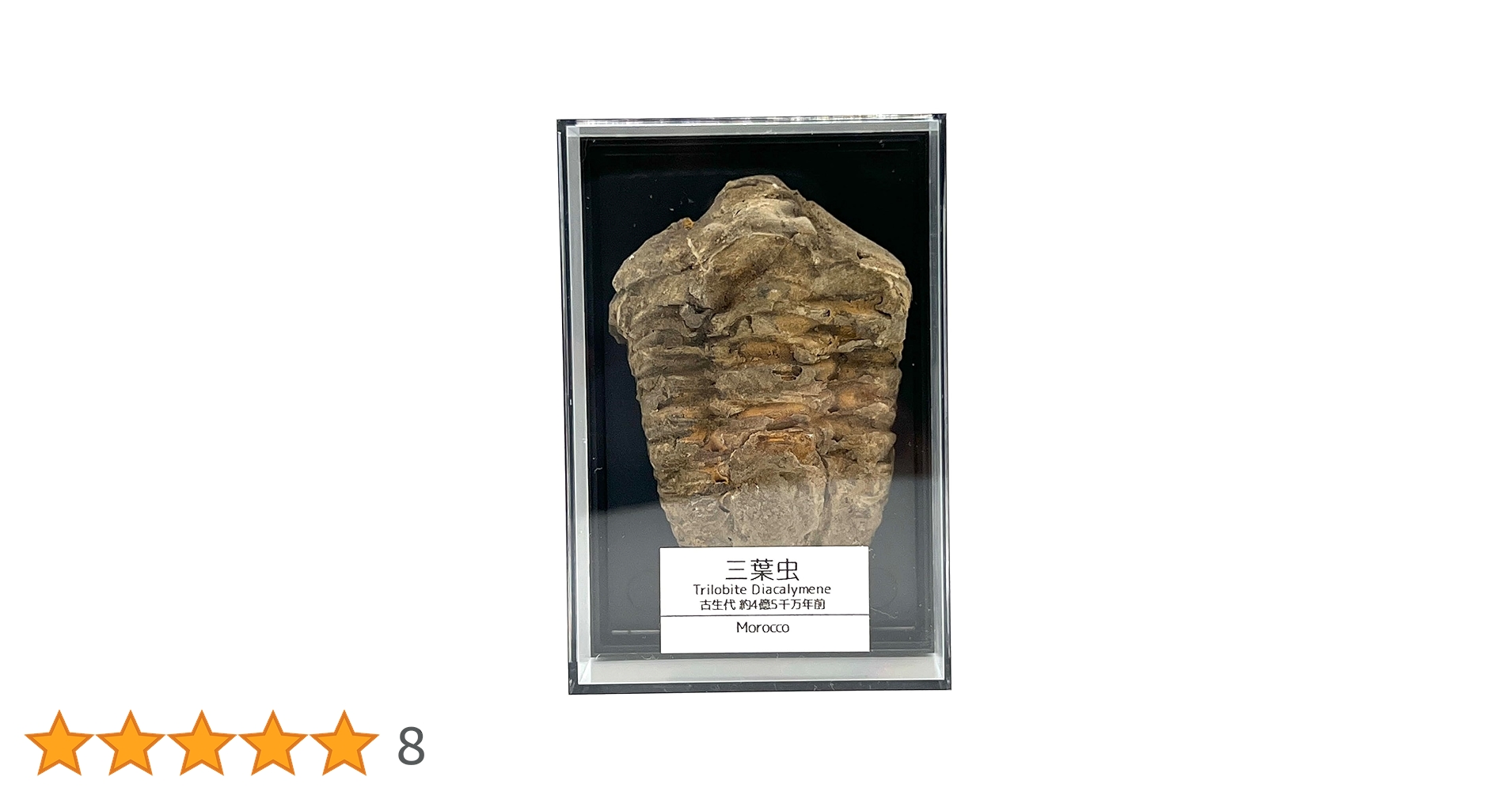 Amazon | つくしサイエンス 三葉虫 化石 恐竜 本物 古生代 モロッコ産