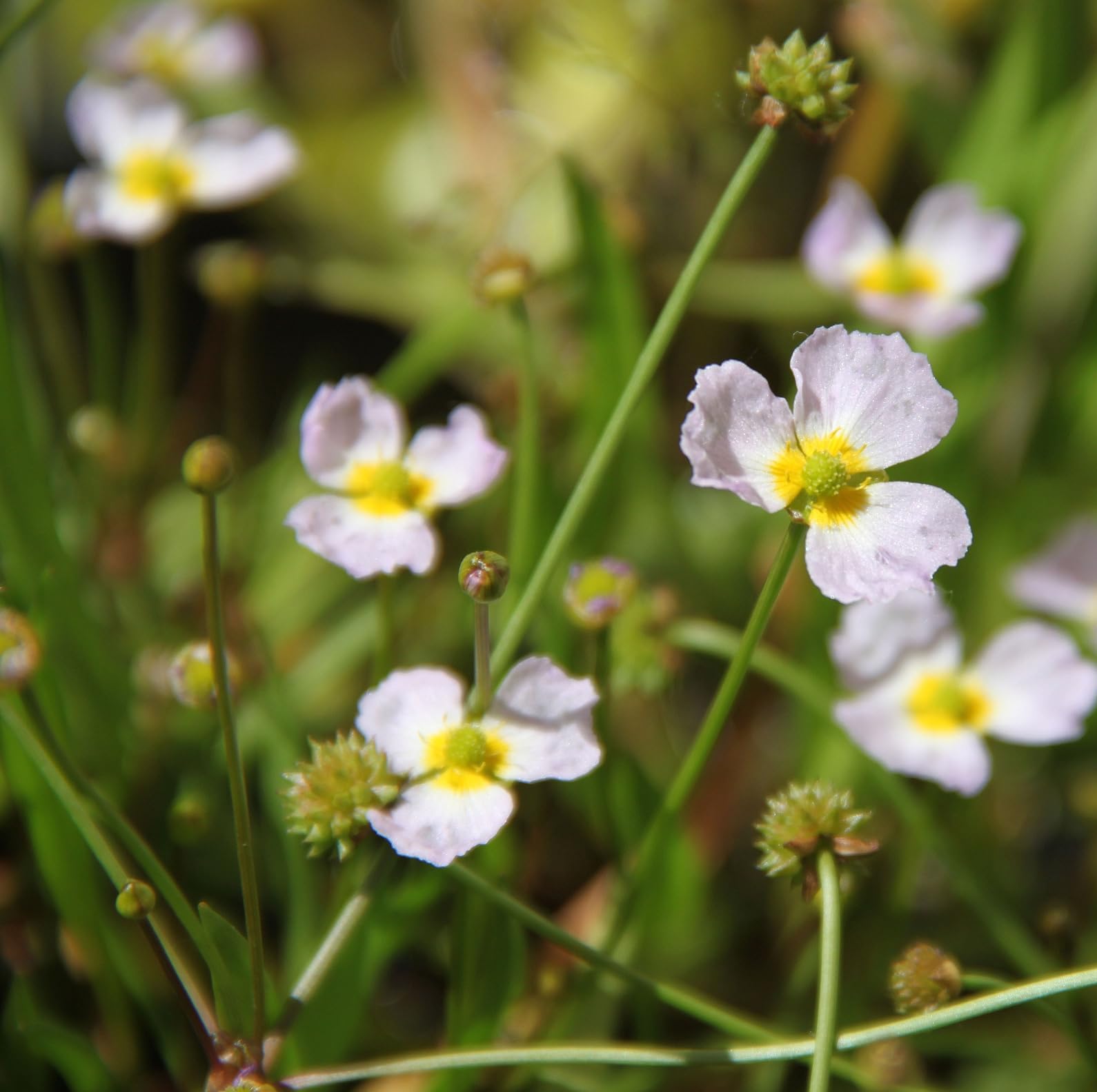 FROG-ISLAND violettrosa- SCHWIMMINSEL inklusive Pflanzen - REIHERSCHUTZ - 4er-Mix mit Pflanzinsel - QUALITÄTSSTAUDEN im Pflanzkorb - Frosch-Insel für Gartenteich