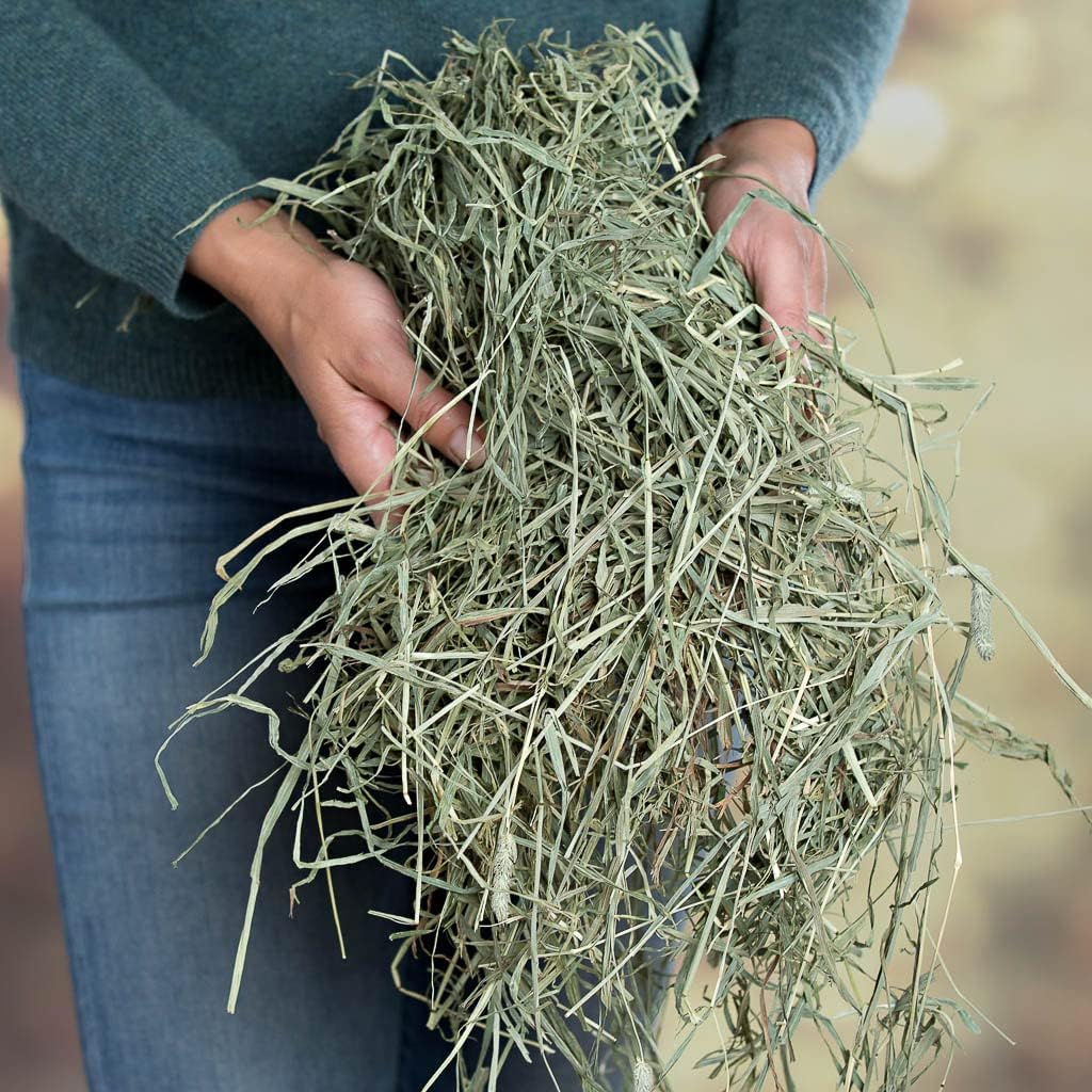 Small Pet Select 2nd Cutting Timothy Hay Pet Food, 10-Pound : Everything Else