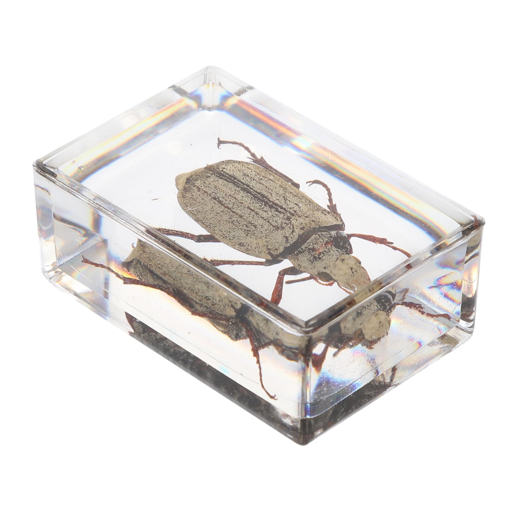 FELTECHELECTR Resin Specimen Exquisite Science Kit Lightweight and Easy to Carry Present for Family and Friends