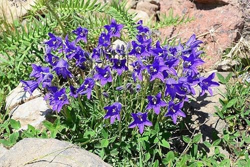 Saxifraga, Glockenblume -frosthart, Bodendecker, Staingarten,