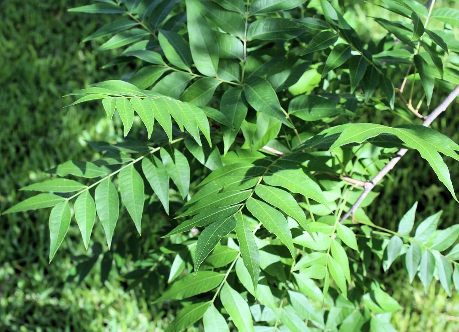 Árboles