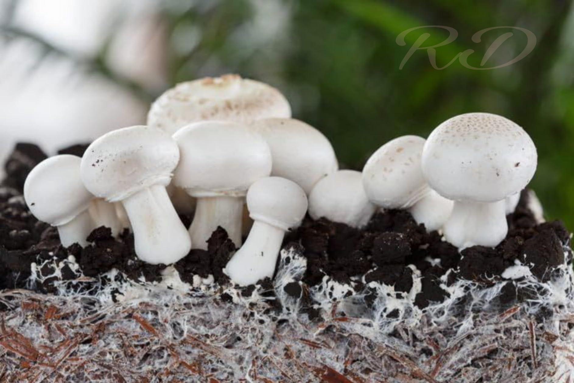 Button Mushroom spawn/Seed||Indoor plant seed||Healthy 200G seeds/ __Pack of 1 (B0DB7YPMVJ) Amazon Price History, Amazon Price Tracker