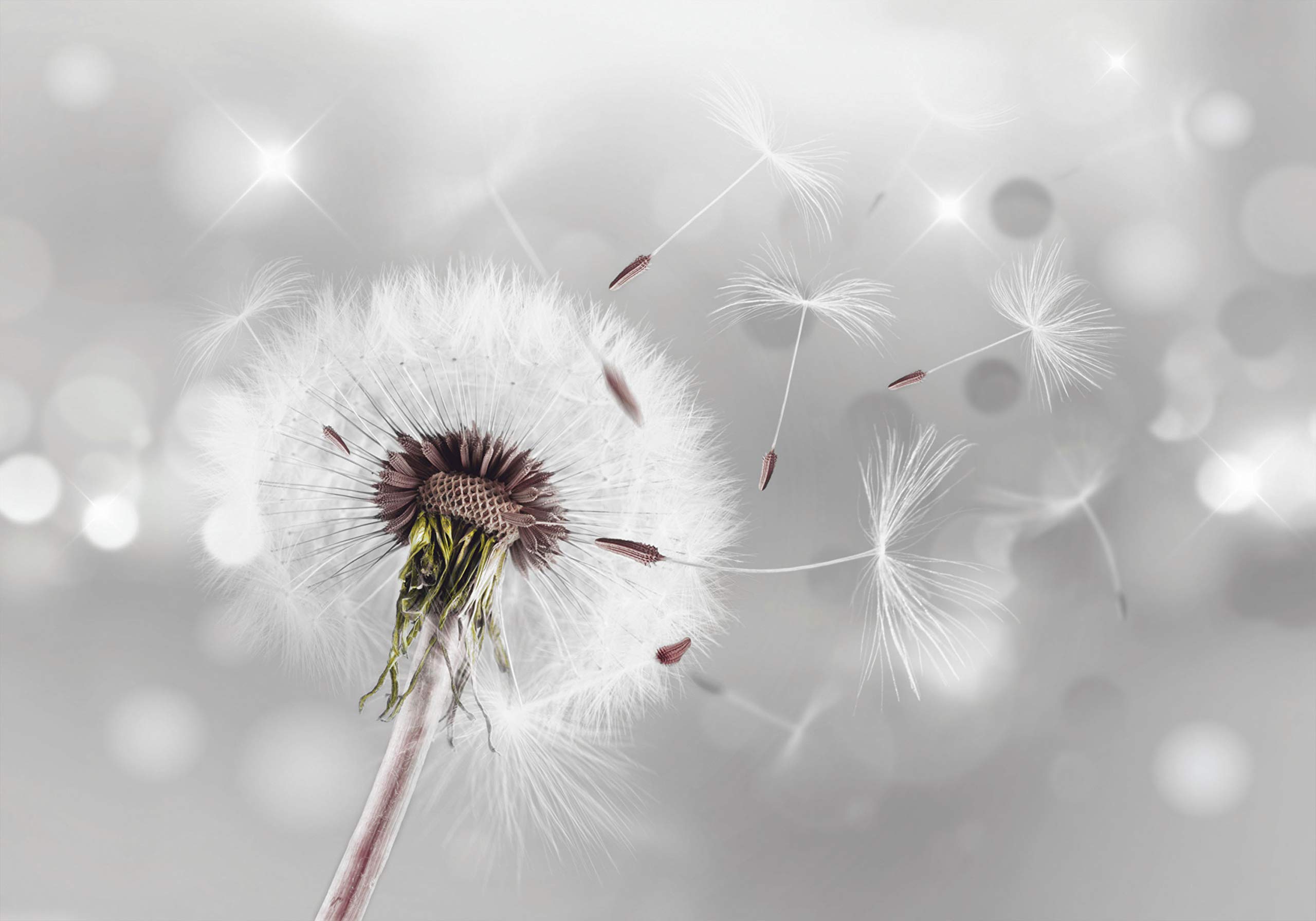 decomonkey Premium Fototapete Pusteblume Natur, 350x256 cm, XL, Blumen | Abstrakt, Vlies, Schlafzimmer, Wohnzimmer, Tapete, Fototapeten, Tapeten, Vliestapete, Wandtapete, moderne, Wandbild, Wand