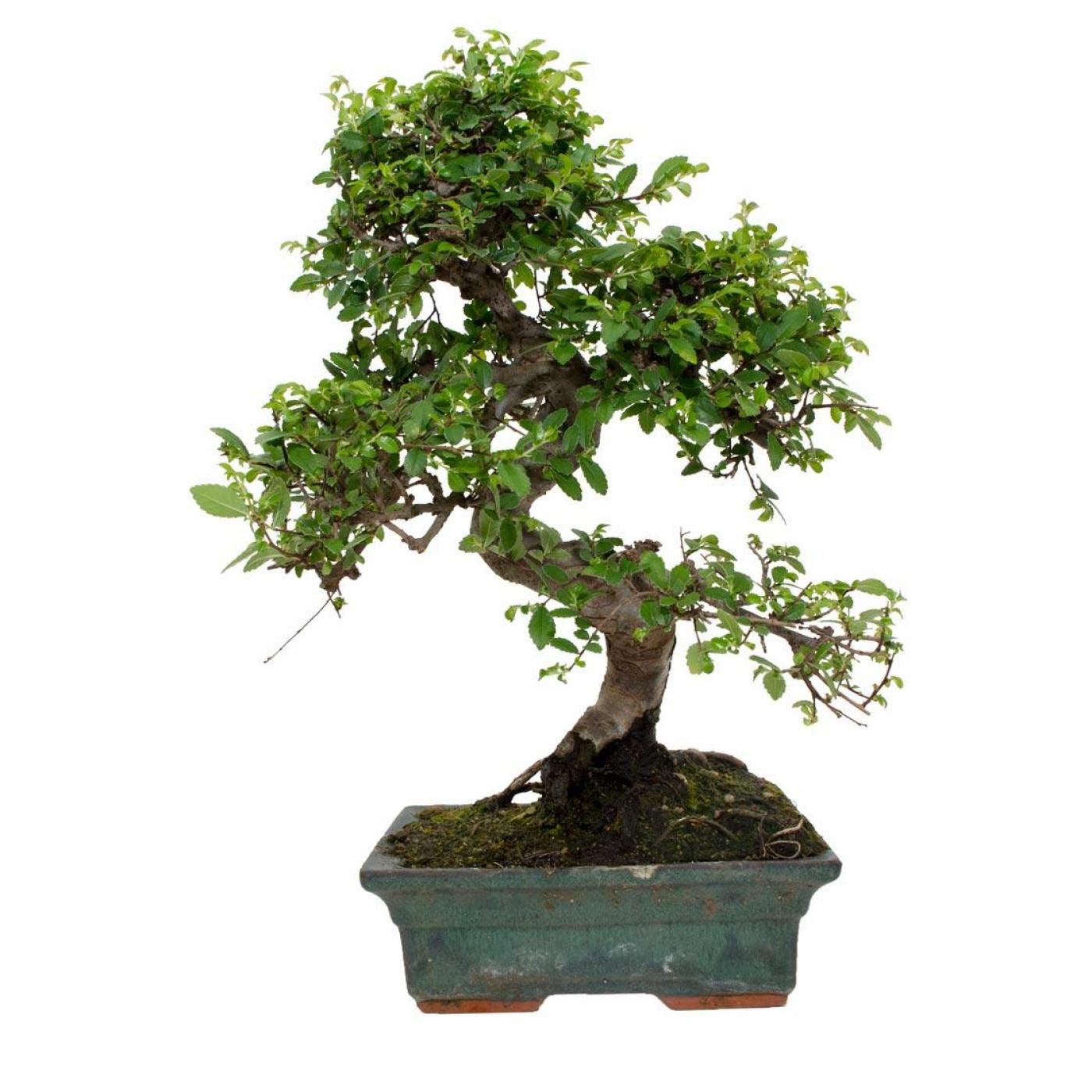 Bonsái Olmo de 8 Años Zelkova Parvifolia Árbol Natural