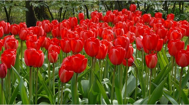 Garden Elements Spring Blooming Bulbs 100 Pack Darwin Tulip Red Impression Bulbs for Bold Spring Color, Ideal for Borders, Landscapes & Cut Flower Gardens