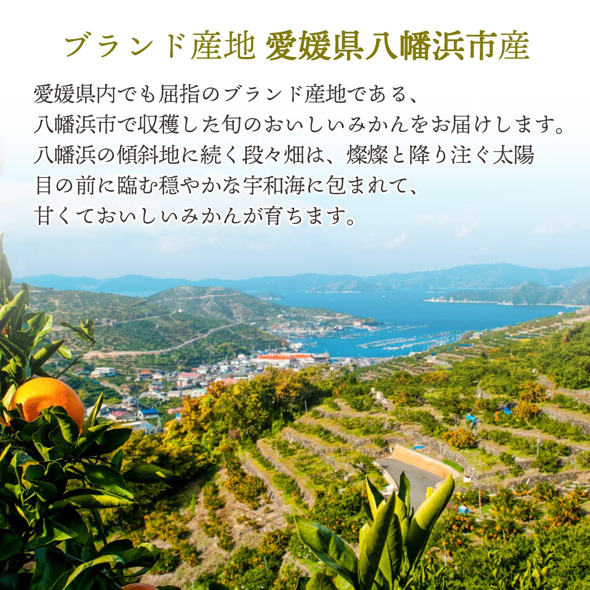 Amazon.co.jp: みかん まごころまどんな 訳あり 5kg 甘い 紅まどんなと