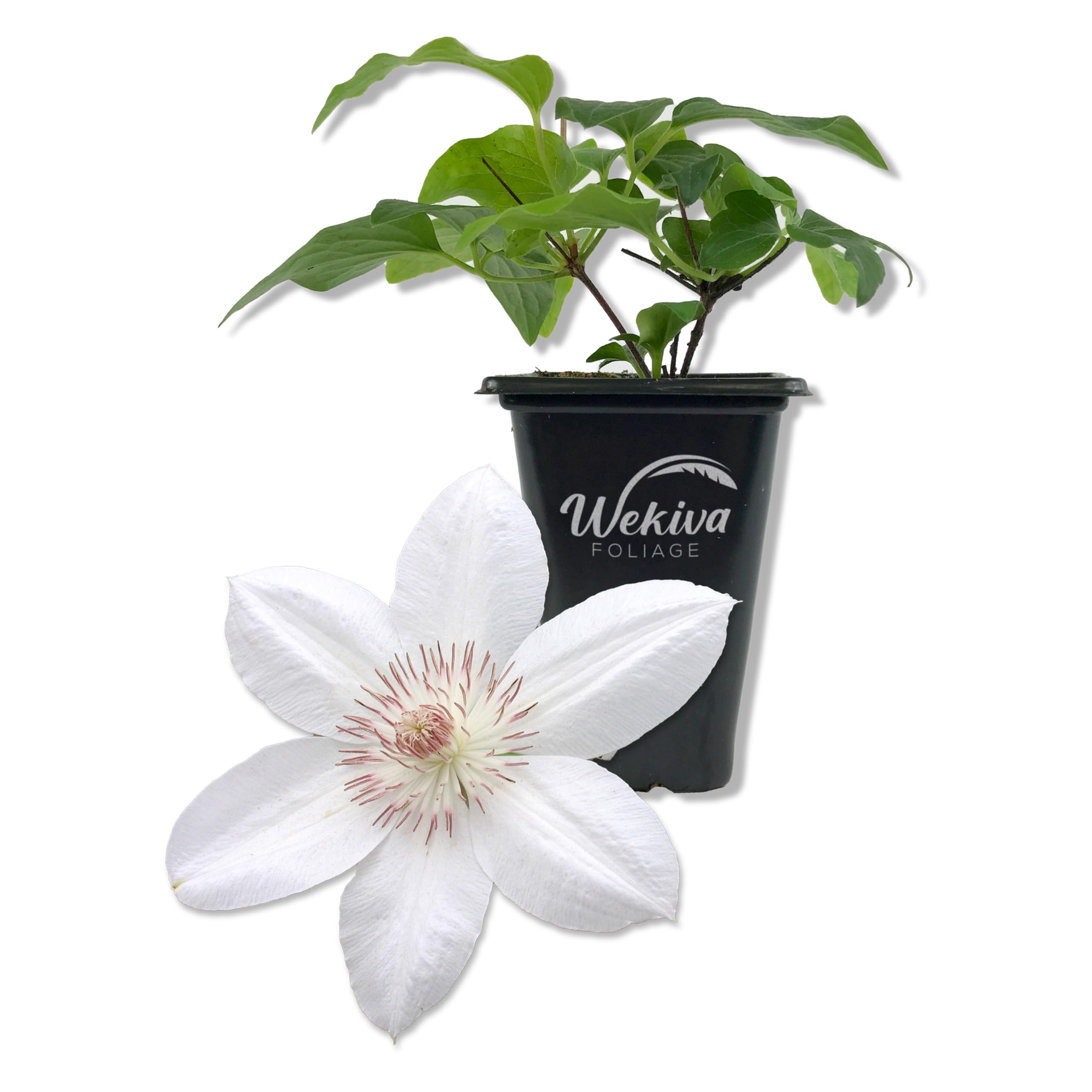 Clematis Henryi
