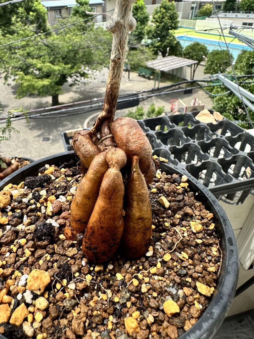 Amazon.co.jp: パキプス実生5年株 鉢ごと ホビーグッズ : おもちゃ 