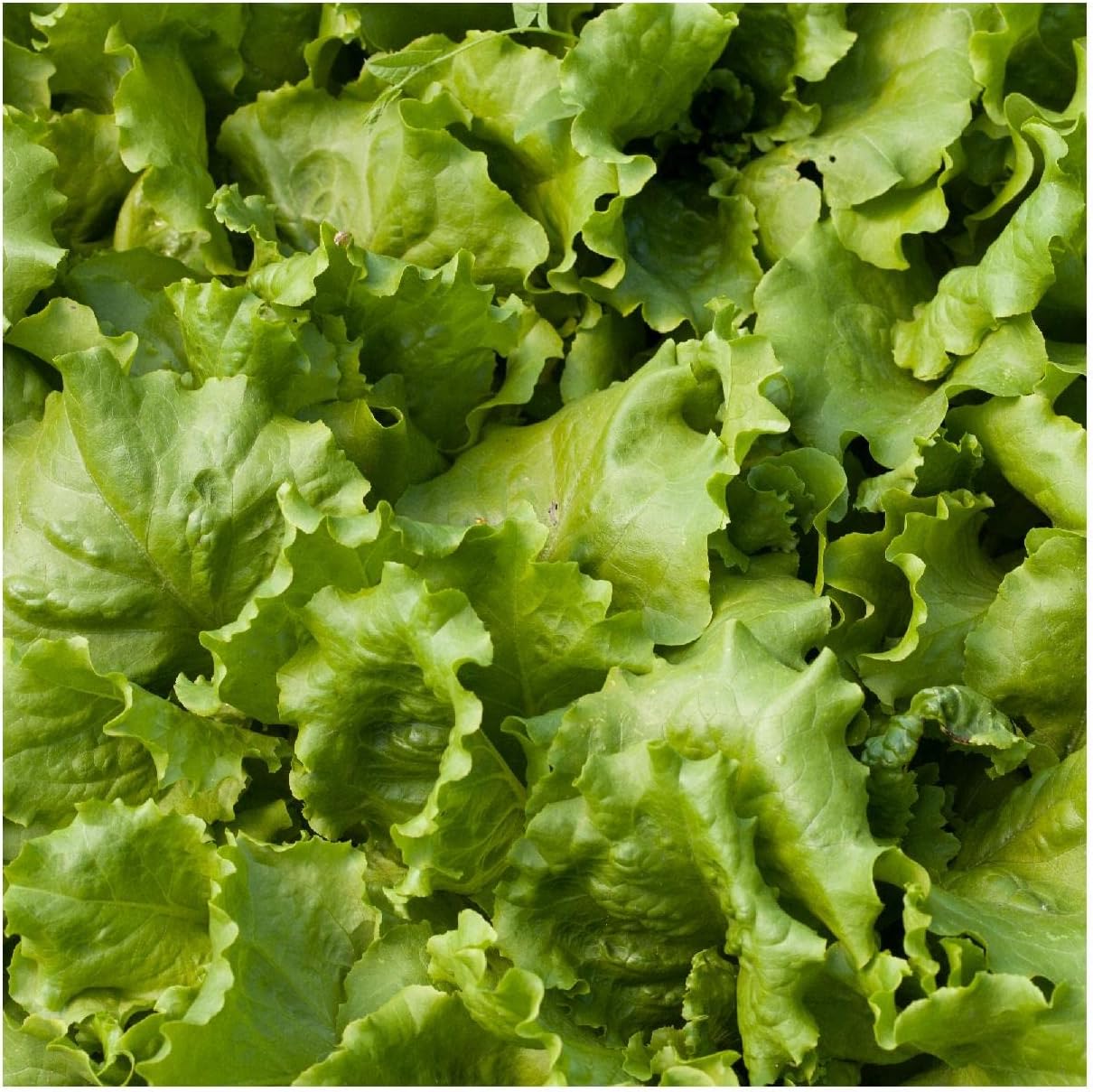 Everwilde Farms - 1/4 Lb Organic Great Lakes Butterhead Lettuce Seeds - Gold Vault