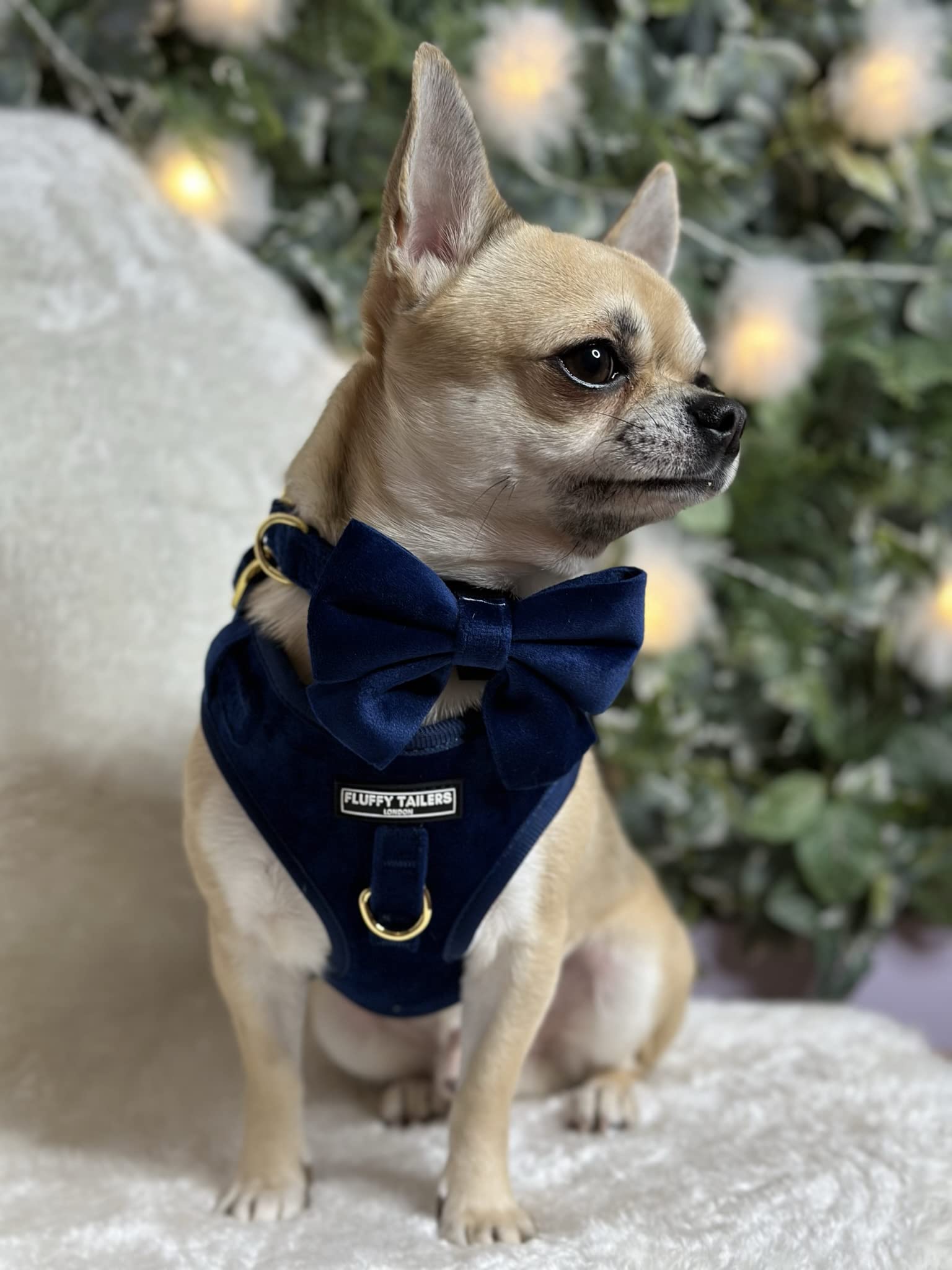 Royal Blue Velvet Collection- arnés para perro, cuello, pajarita, correa y soporte para bolsa (extra pequeño)