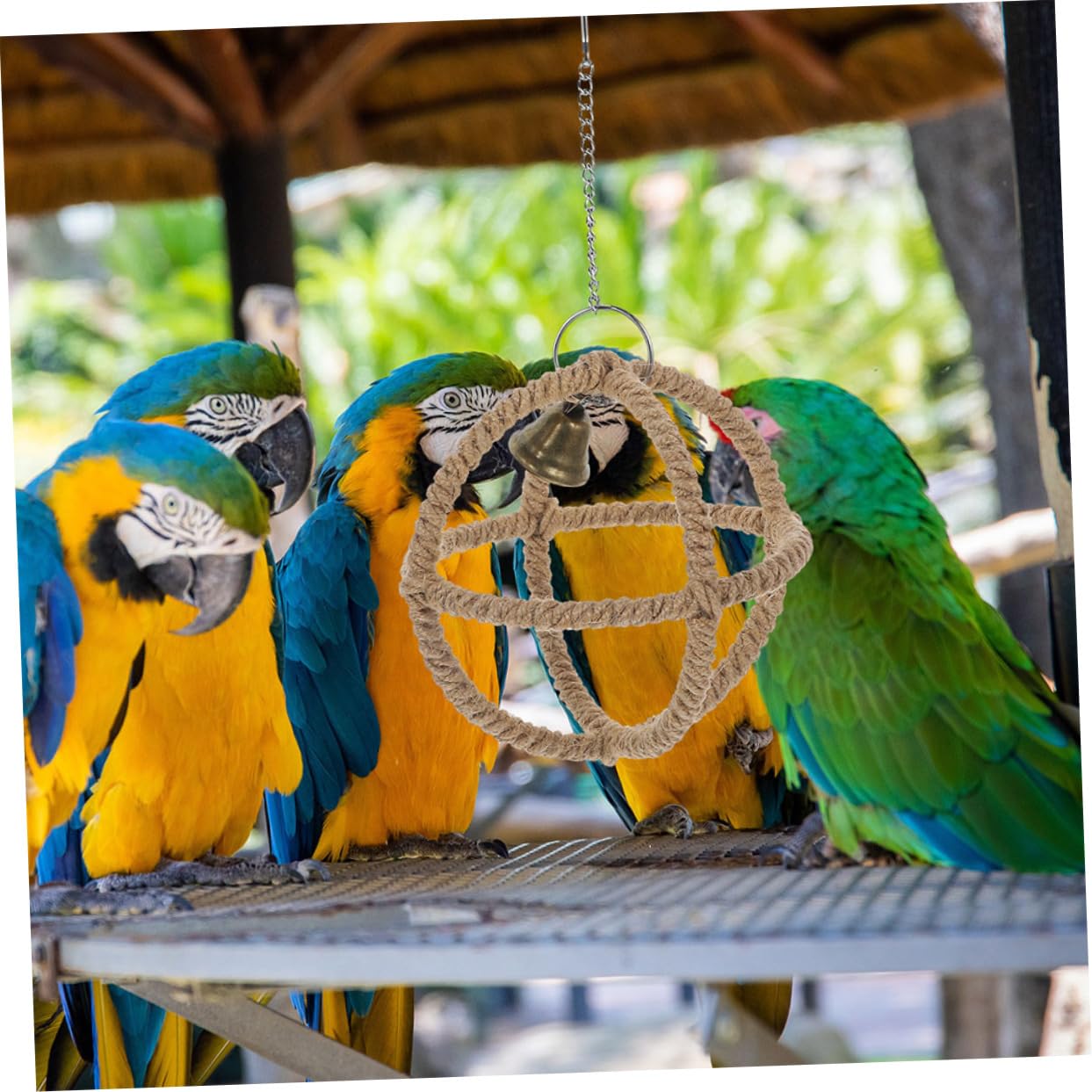 Amazon | Angoily オウムスイングおもちゃ コンゴウインコの