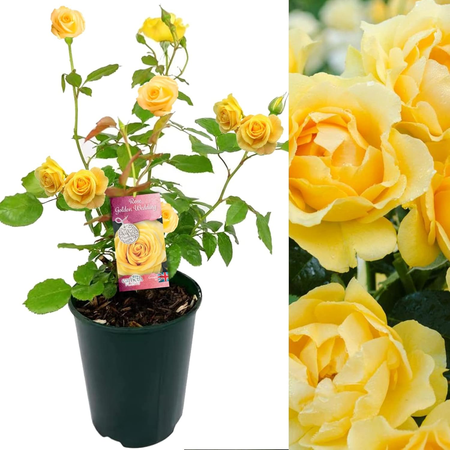 Golden Wedding Rose Bush 50th Wedding Anniversary Plant Give a