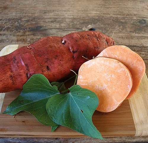 Miniatura 2 de Beauregard - 10 plantas de batata para plantas adornos de plantación plantas perennes de jardín fáciles de cultivar regalo