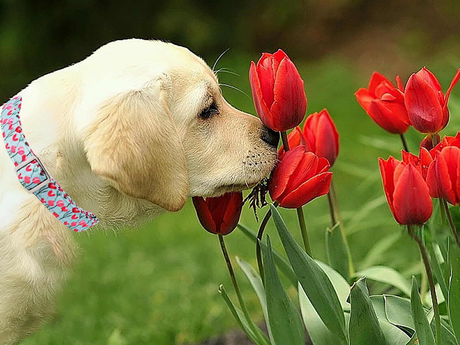 Lionet Paws Design Dogs Collar Cute Flower Sailor Bow Dog Collars for Girl Female Small Medium Dogs with Tulips S - Image 4
