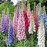 100+ Premium Mix Larkspur Seeds - Non-GMO Heirloom Wildflowers Variety, Vibrant Flowers for Garden & Pollinators