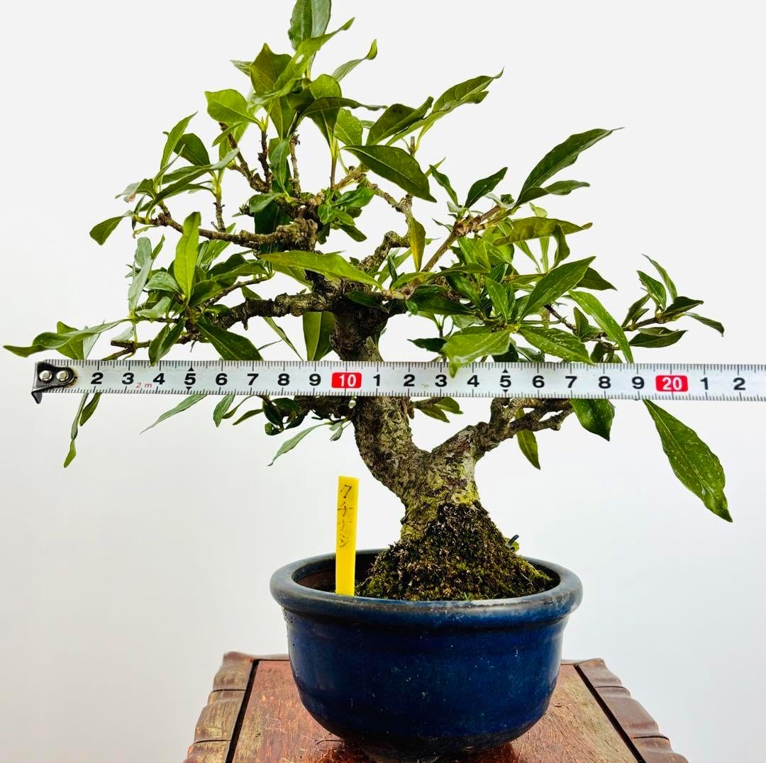 クチナシ盆栽(1) 三河盆栽 クチナシ 盆栽 クチナシ-O1（くちなし・梔子